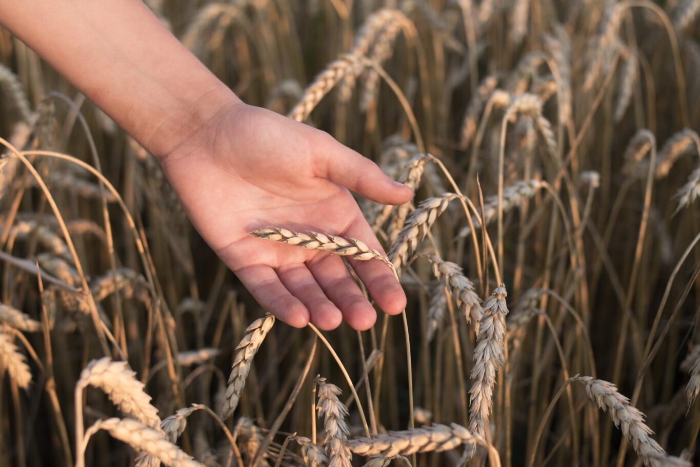 brown wheat in close up photography