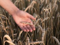 Teff und Hafer Tortillas