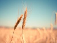 Se fosse solo il glutine, sarebbe più facile… – La vita con multiple intolleranze alimentari