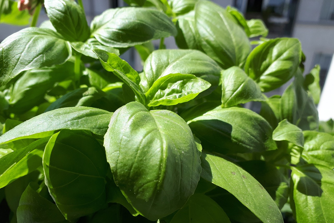 basil, basil pesto, garlic