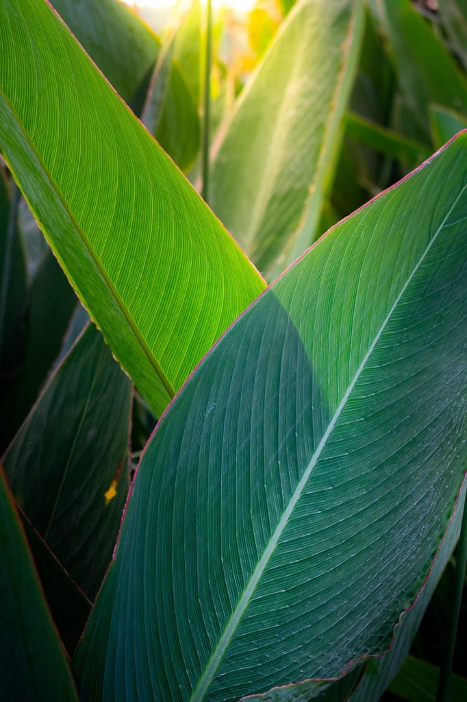 zai li hua, water arrowroot, water lotus banana