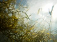 Sel de mer: Le secret d’une meilleure santé et d’une meilleure saveur dans votre cuisine et vos assaisonnements