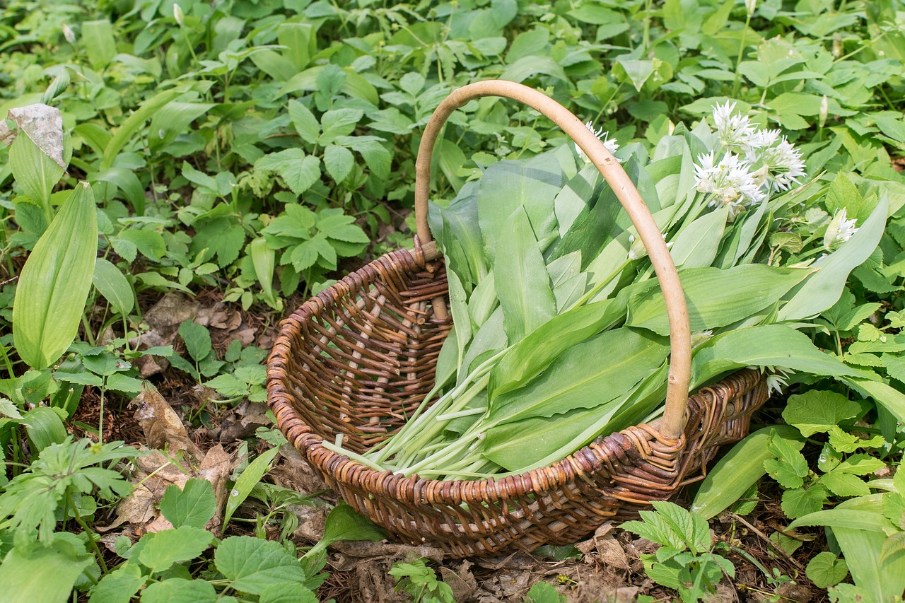 wild garlic, harvest, green