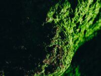 Welche Pflanzen zur Mückenabwehr pflanzen