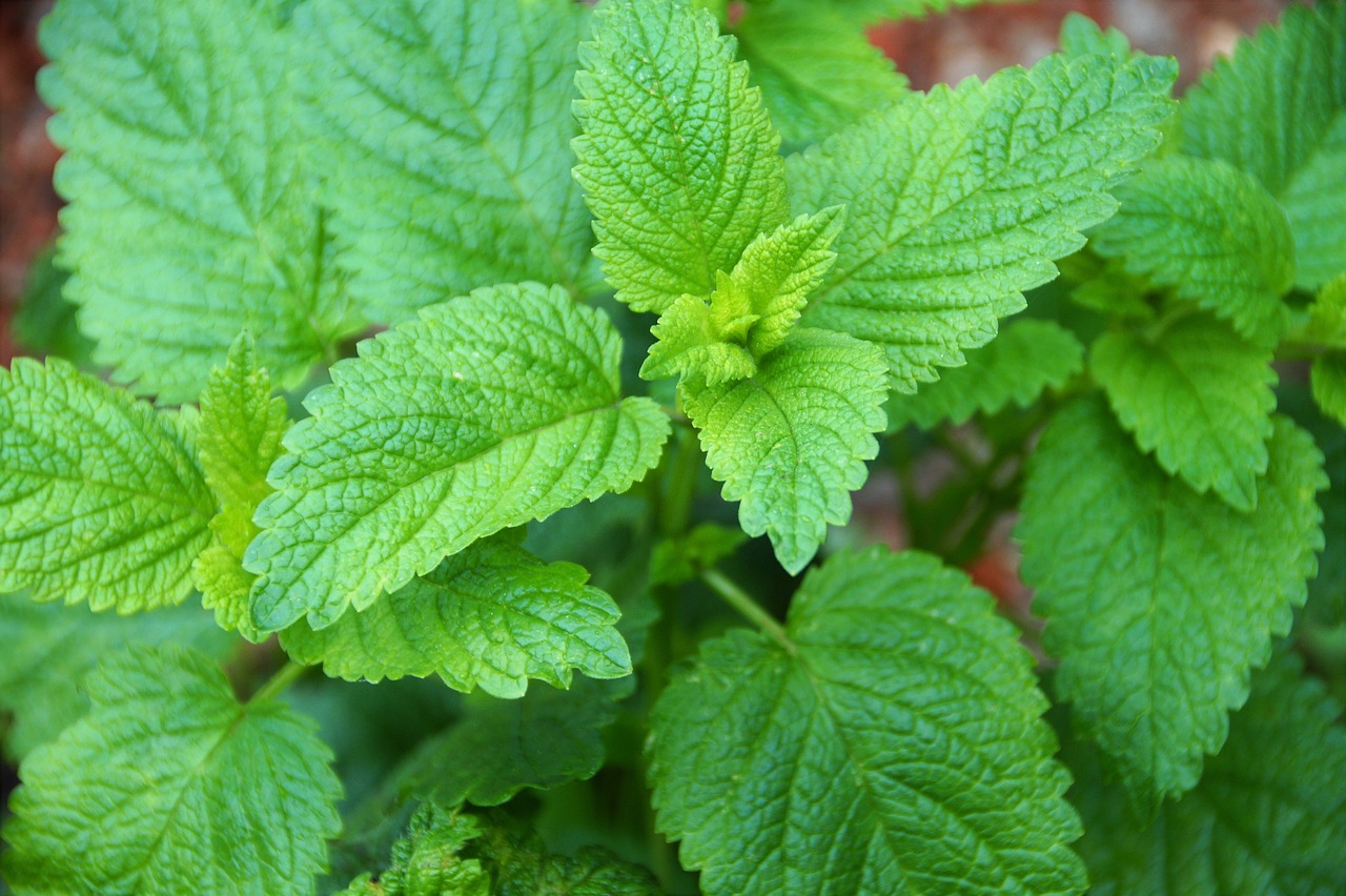 lemon balm, medicinal, herb