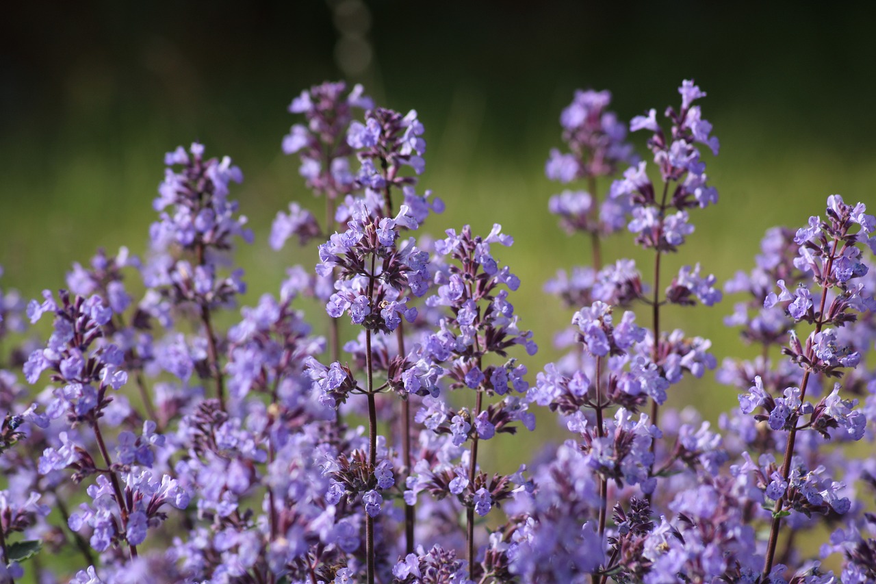 flowers, catnip, flower background