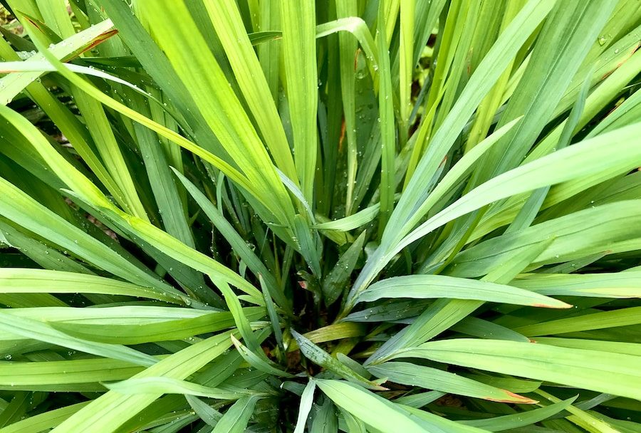 a close up of a green plant with lots of leaves